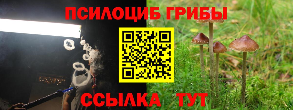 Псилоцибиновые грибы Psilocybine cubensis Нерюнгри